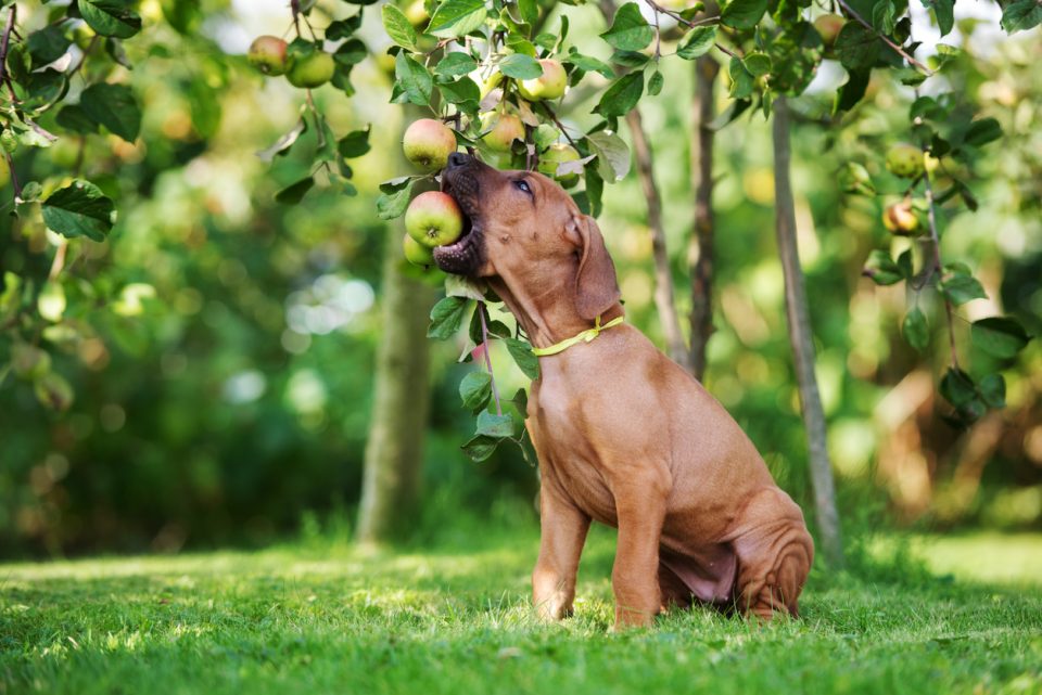 Cane mangia mela