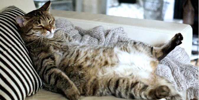 gatto in sovrappeso cosa fare