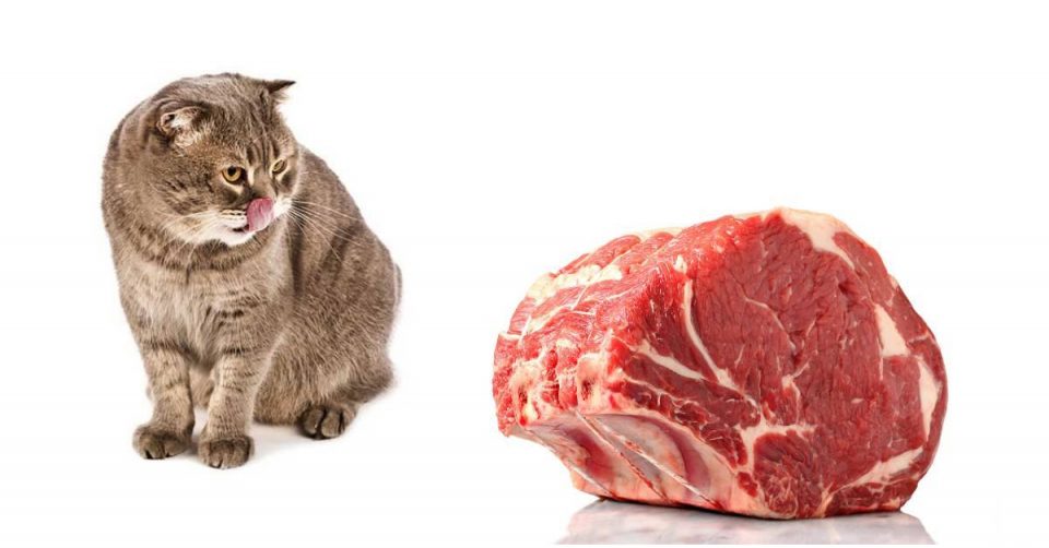 Troppe proteine possono causare insufficienza renale nel gatto?