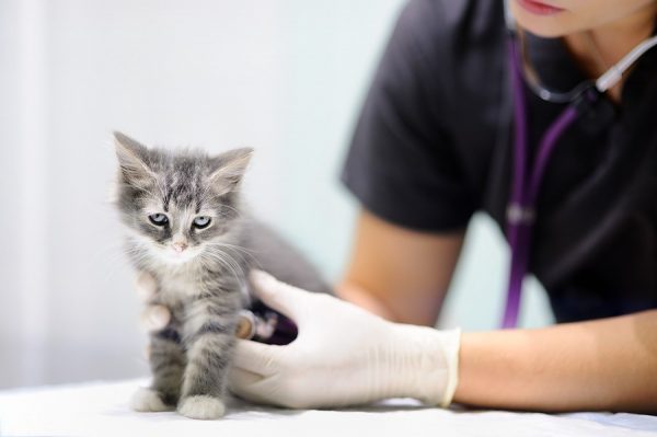 Evita i costi del veterinario