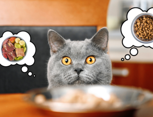 La dieta casalinga è davvero l’alternativa più sana per il tuo gatto?
